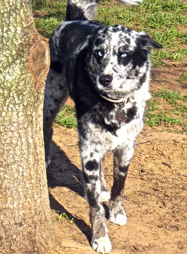 Husky Australian Shepherd Mix Puppies