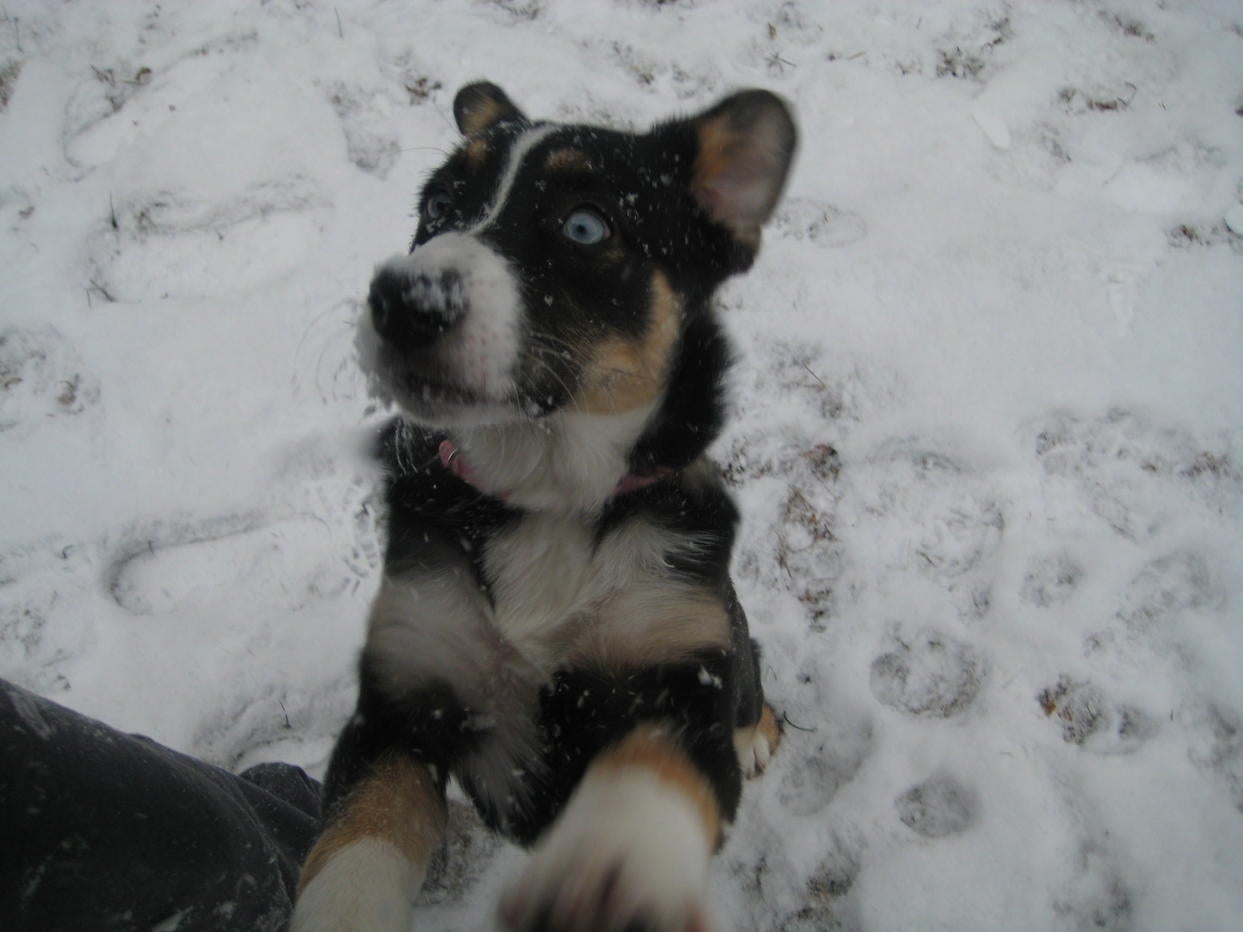 Husky Australian Shepherd Mix Puppies