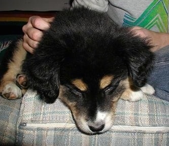 Husky Australian Shepherd Mix Puppies