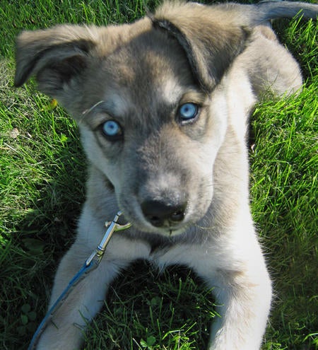 Husky Australian Shepherd Mix Puppies For Sale