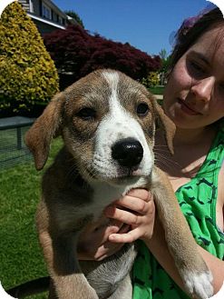 Husky Australian Shepherd Mix Puppies For Sale