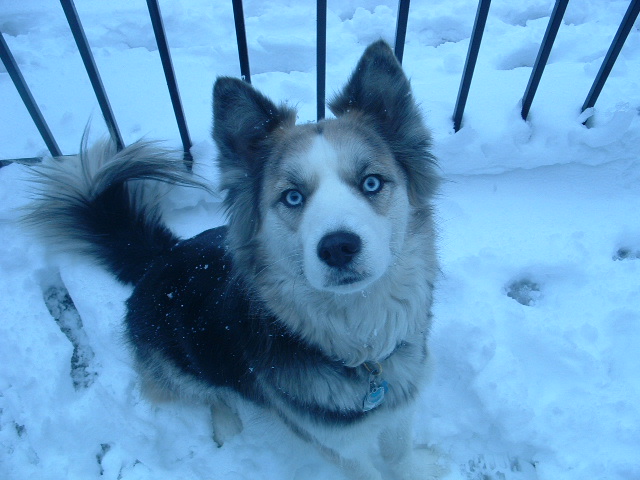 Husky Australian Shepherd Mix Puppies For Sale