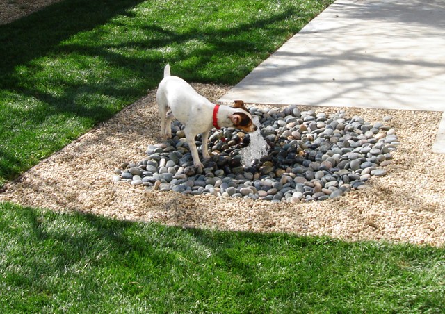 Ideas For Family Pictures With Dogs