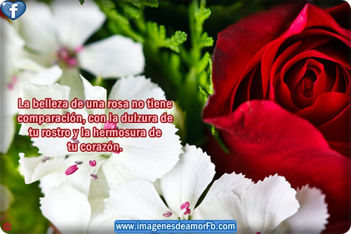 Imagenes Bonitas Con Frases De Amor