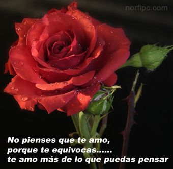 Imagenes Bonitas Con Frases Lindas