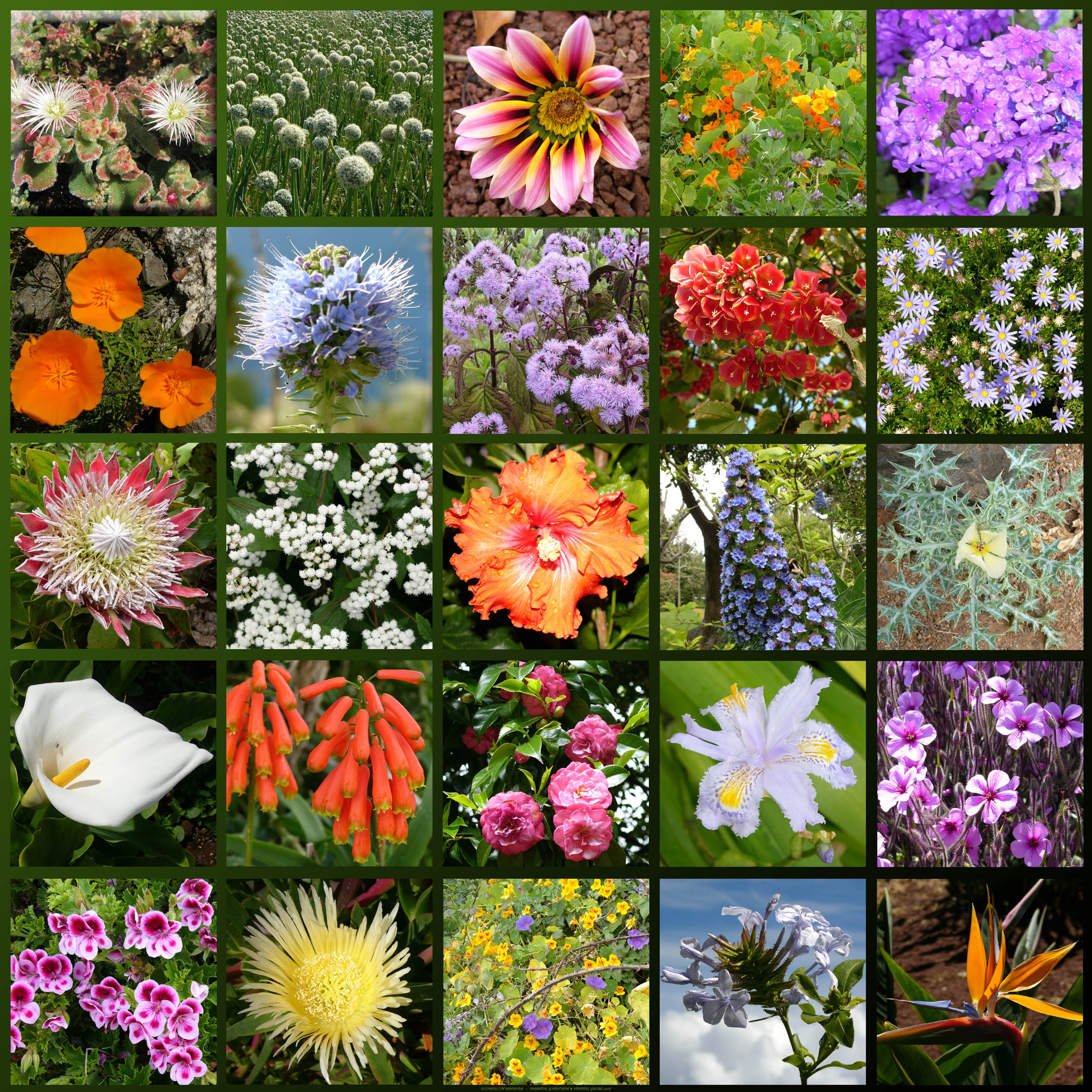 Images Of Flowers