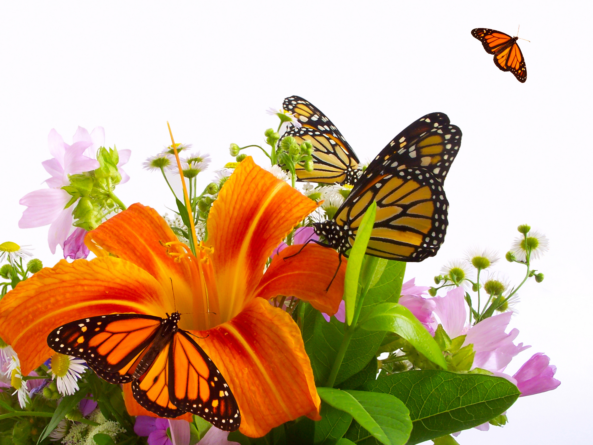 Images Of Flowers And Butterflies