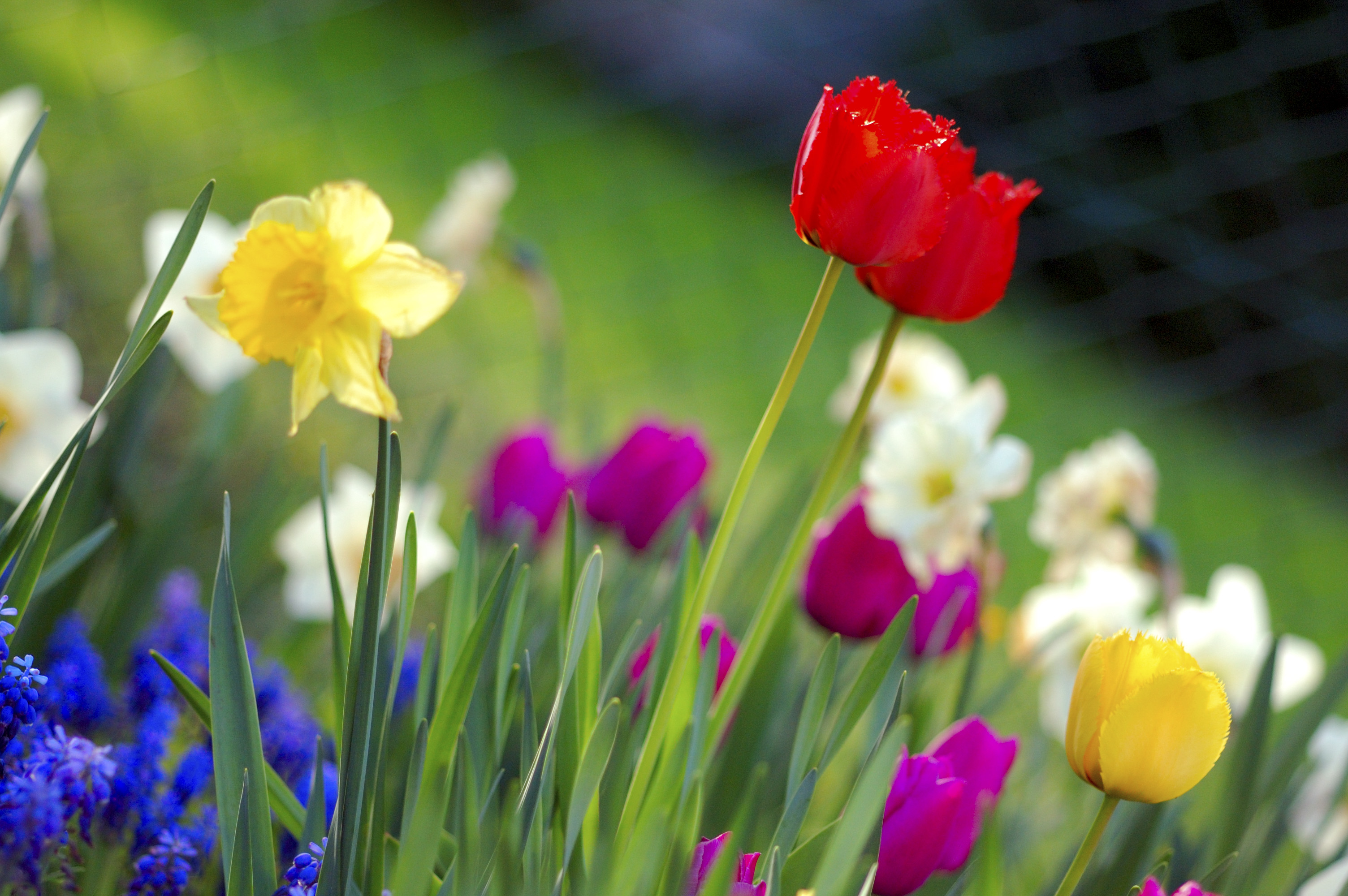 Images Of Flowers Blooming