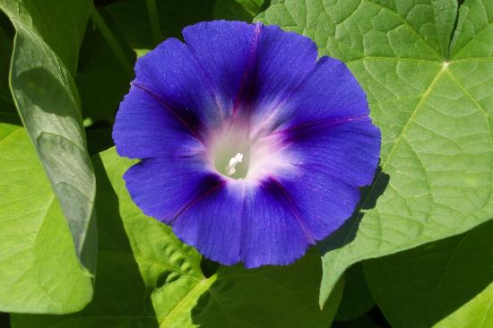 Images Of Flowers Blooming