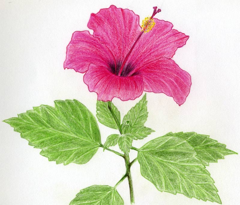 Images Of Flowers To Draw