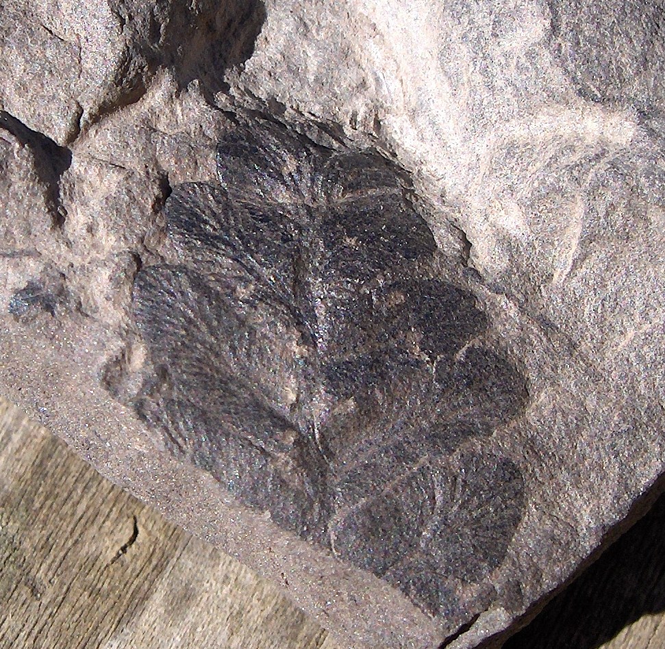 Imprint Fossils