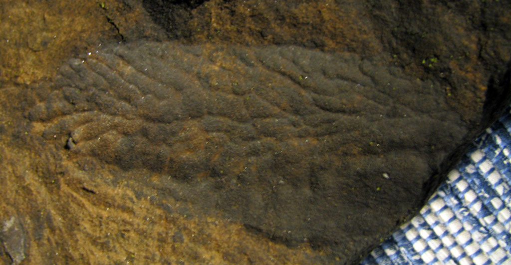 Imprint Fossils