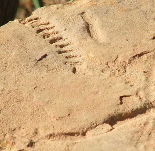 Imprint Fossils