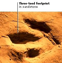 Imprint Fossils For Kids