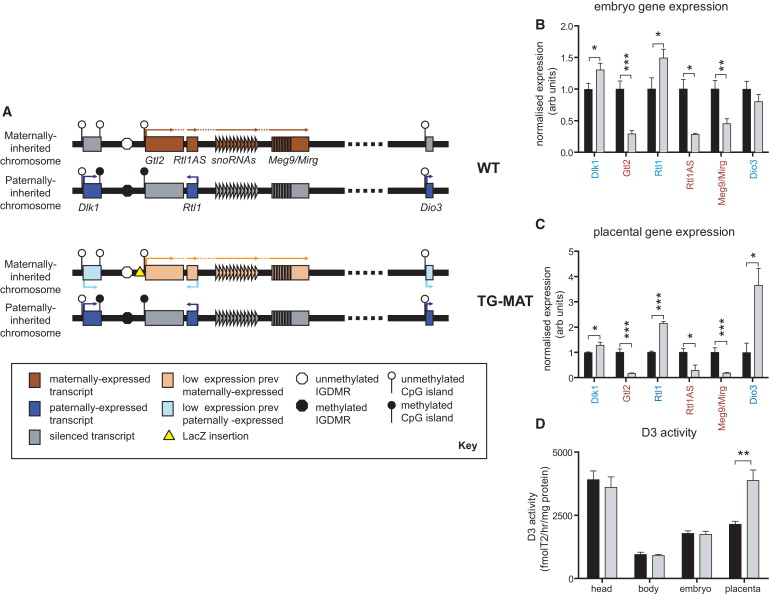 Imprinted Genes Are Silenced By A Chemical Modification Known As