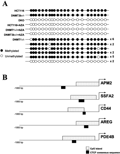 Imprinted Genes Are Silenced By A Chemical Modification Known As