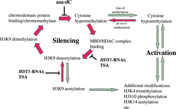 Imprinted Genes Are Silenced By A Chemical Modification Known As