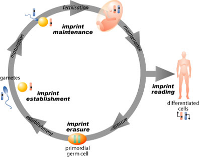 Imprinted Genes Are Silenced By A Chemical Modification Known As