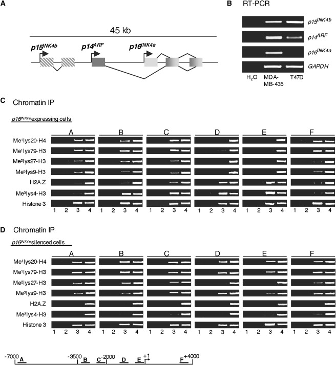 Imprinted Genes Are Silenced By A Chemical Modification Known As