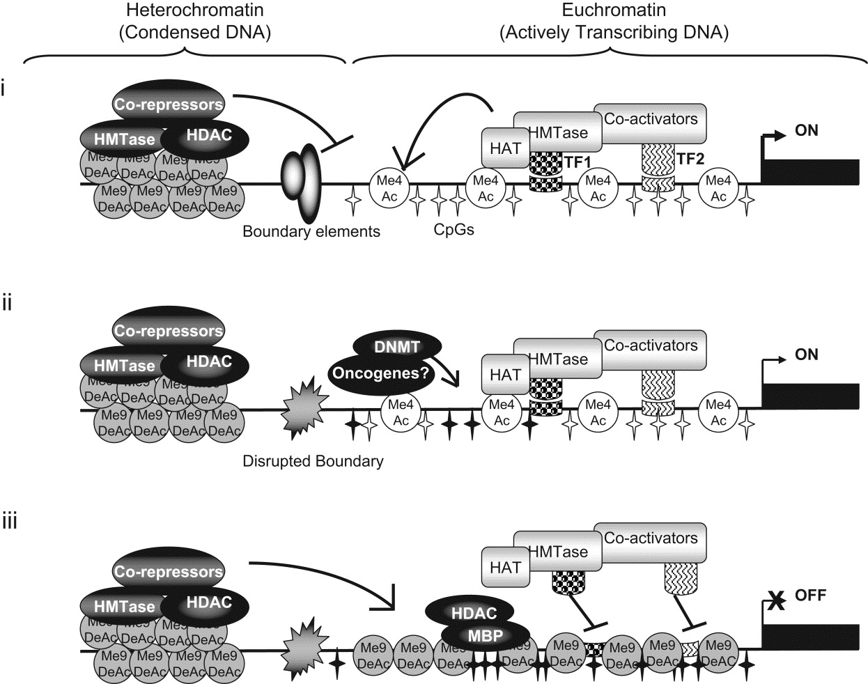 Imprinted Genes Are Silenced By A Chemical Modification Known As