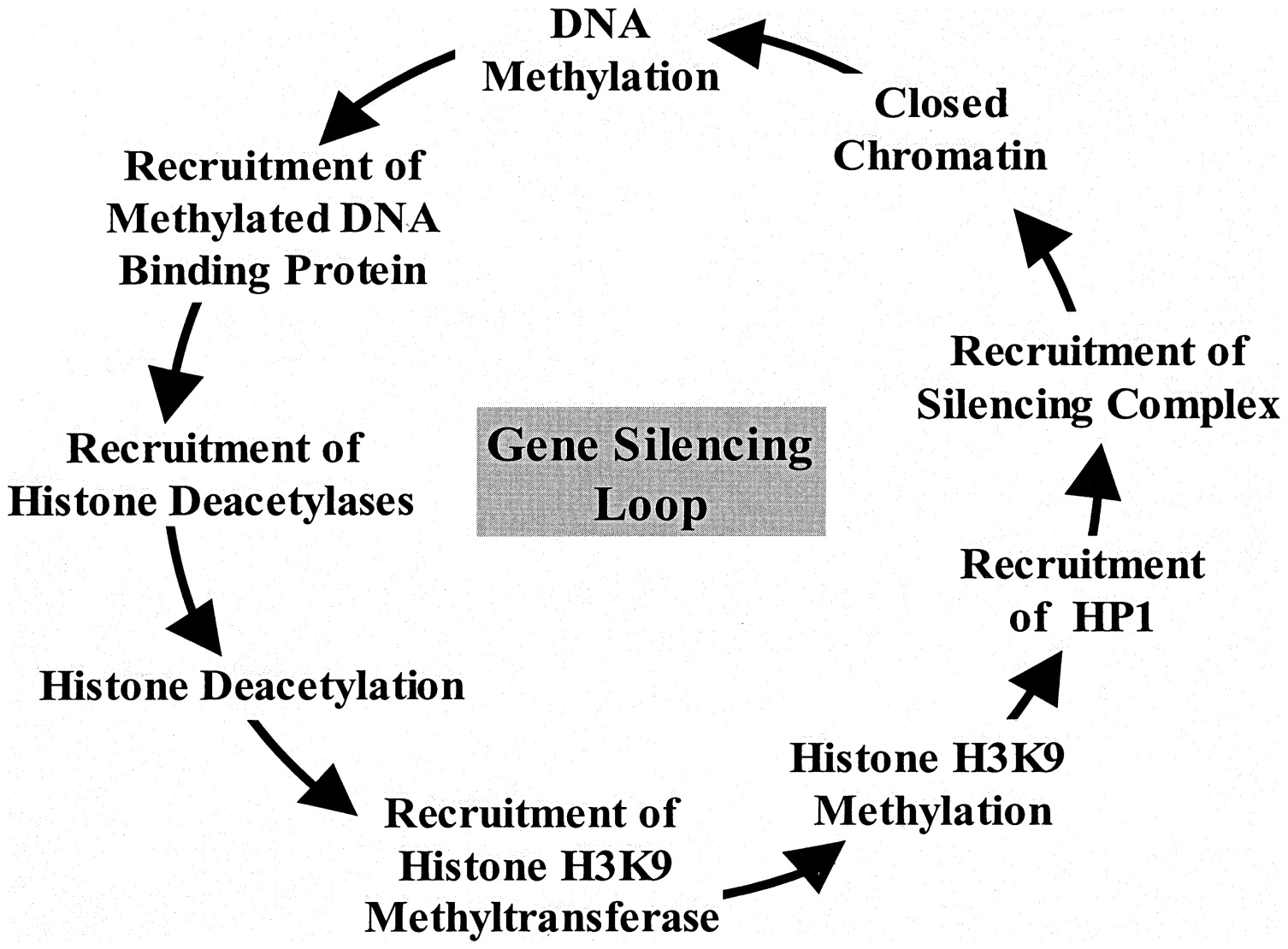 Imprinted Genes Are Silenced By A Chemical Modification Known As