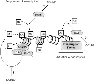 Imprinted Genes Are Silenced By A Chemical Modification Known As