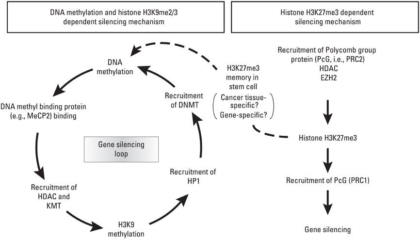 Imprinted Genes Are Silenced By A Chemical Modification Known As