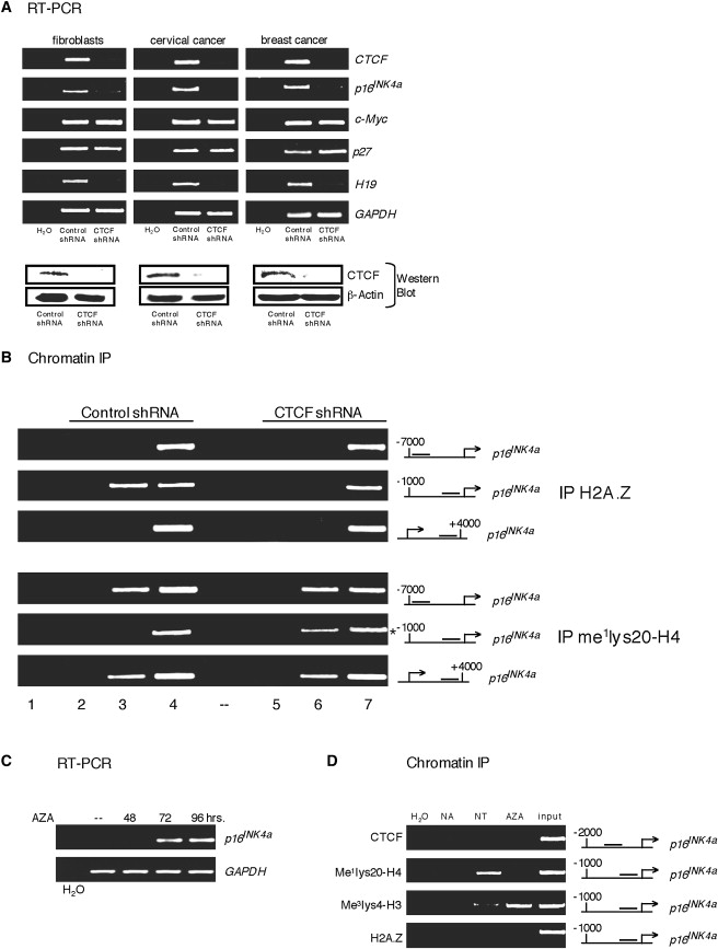 Imprinted Genes Are Silenced By A Chemical Modification Known As