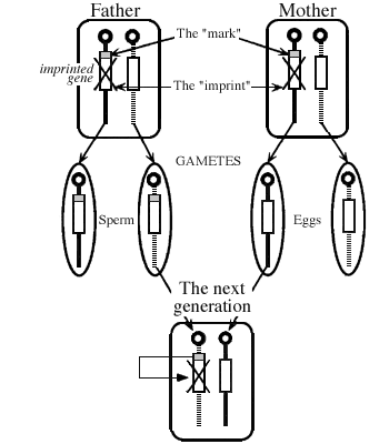 Imprinted Genes Provide An Example Of