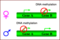 Imprinted Genes Provide An Example Of