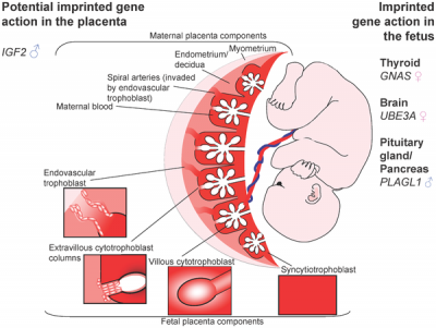 Imprinted Genes Provide An Example Of