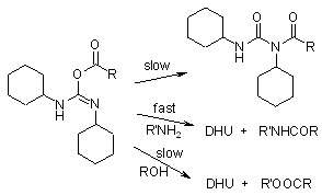 Intramolecular Esterification Mechanism