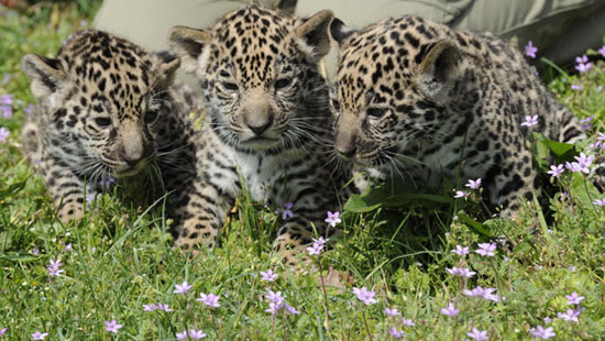 Jaguar Animal Cub