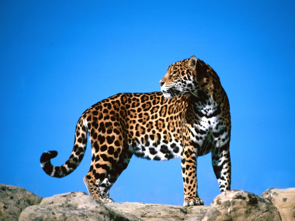 Jaguar Animal Face