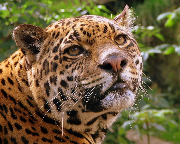 Jaguar Animal Facts