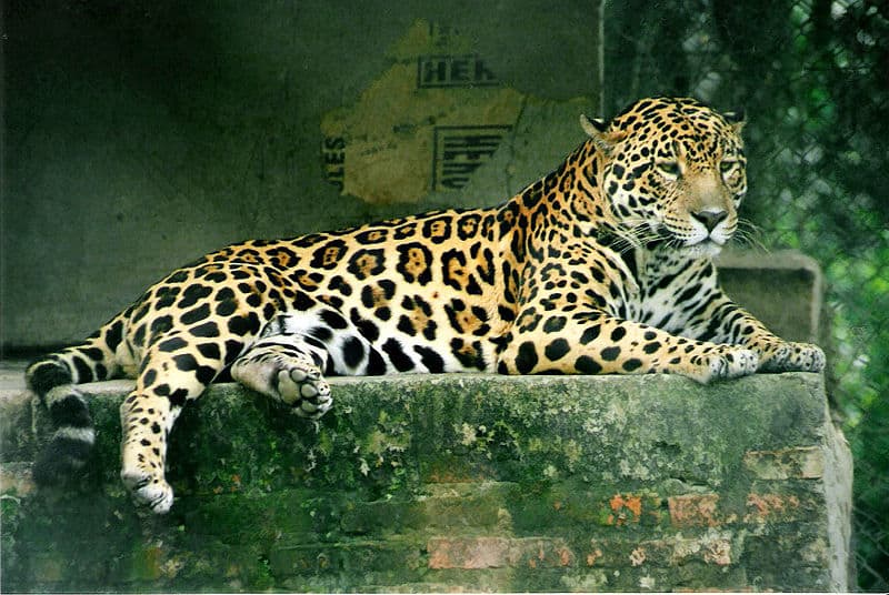 Jaguar Animal Facts