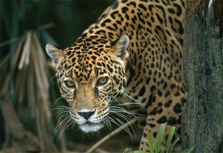 Jaguar Animal Facts