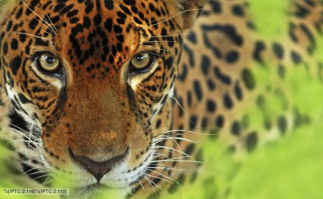 Jaguar Animal Facts For Kids