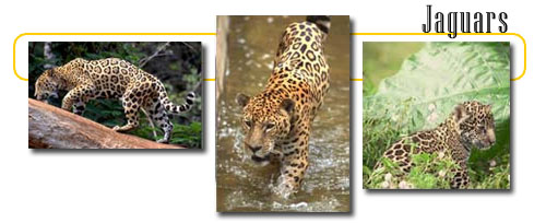 Jaguar Animal Facts National Geographic