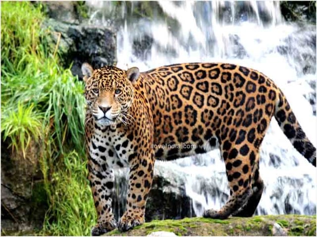 Jaguar Animal Facts National Geographic