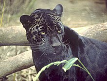 Jaguar Animal Facts Wikipedia