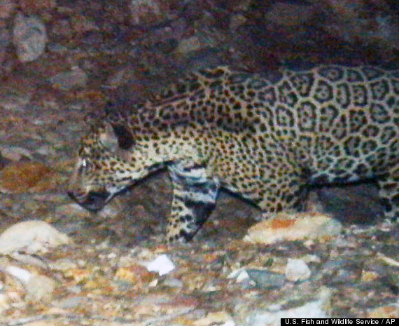 Jaguar Animal Facts Wikipedia