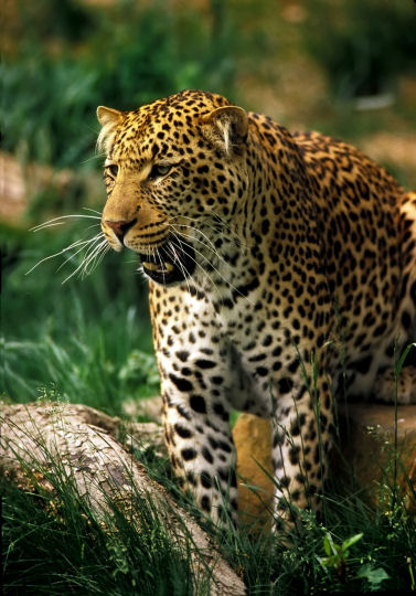 Jaguar Animal Images