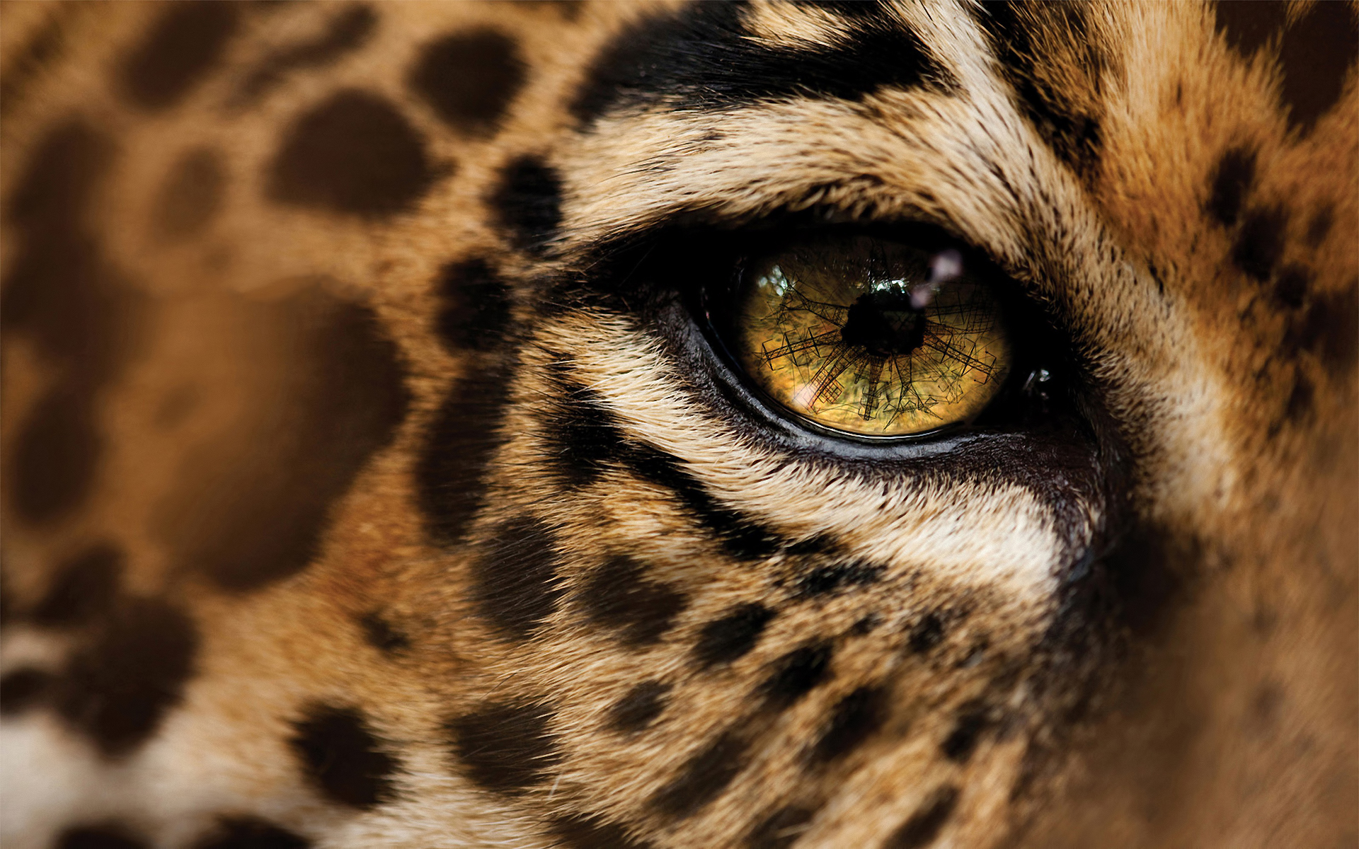 Jaguar Animal Images