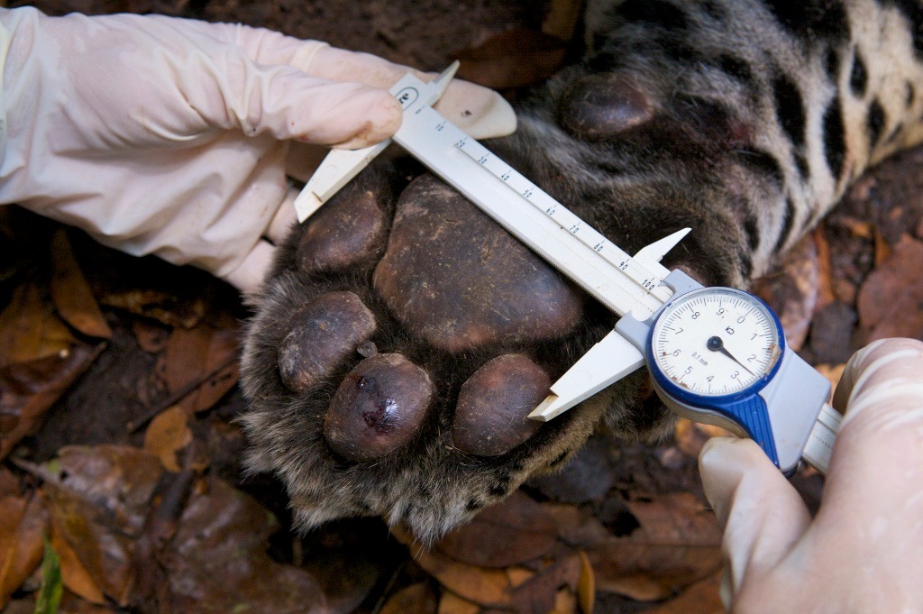 Jaguar Animal Paw