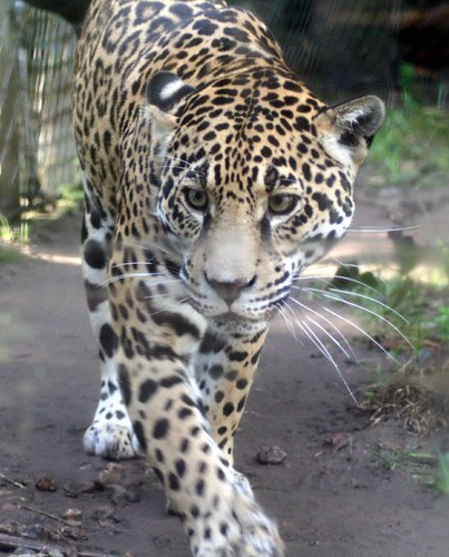 Jaguar Animal Paw