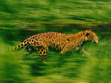 Jaguar Animal Running