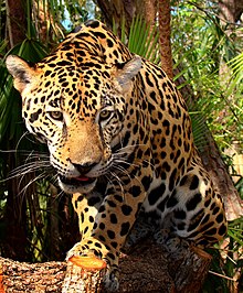 Jaguar Animal Running