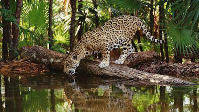 Jaguar Animal Running