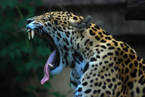 Jaguar Animal Running